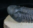 Excellent Prone Reedops Trilobite - #5363-5